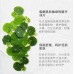 Voolga Centella Asiatica Soothing and Repair Mask 敷尔佳积雪草舒缓修护贴 26g*5