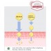 HBN Double Retinol Nicotinamide Anti-aging Serum Lotion 120ml HBN视黄醇精华乳液